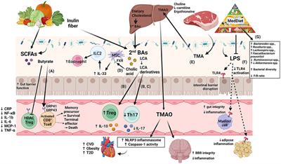 Obesity-associated inflammation countered by a Mediterranean diet: the role of gut-derived metabolites
